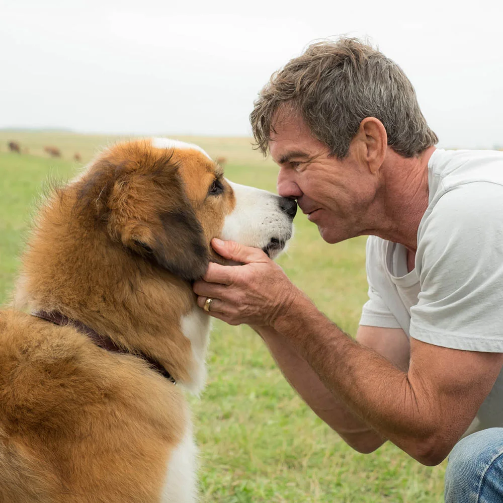 A Dog's Purpose