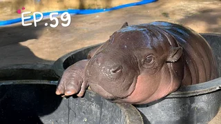 EP.59 | หมูเด้งไดอารี่: 3 JAN 2025