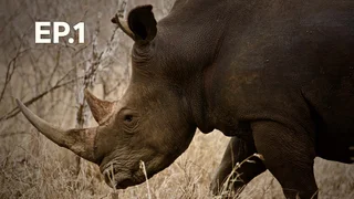 EP.01 | ก่อนแรดสูญพันธุ์