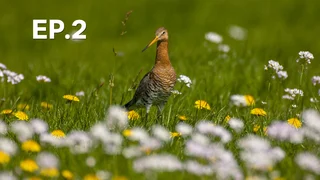 EP.02 | การเดินทางอันเหลือเชื่อของนกปากแอ่น