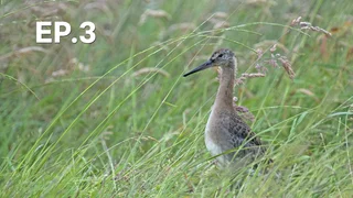 EP.03 | การเดินทางอันเหลือเชื่อของนกปากแอ่น