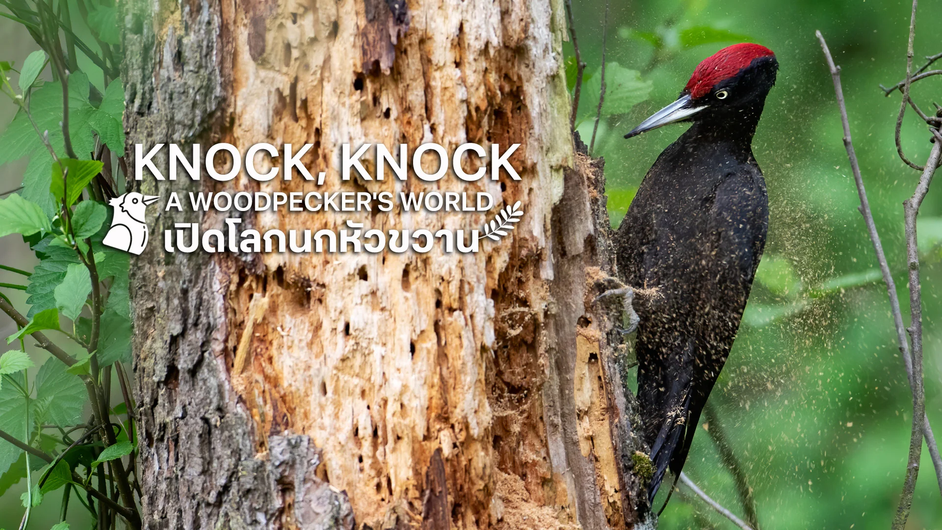 เปิดโลกนกหัวขวาน