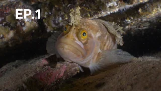 EP.01 | อาณาจักรปลา