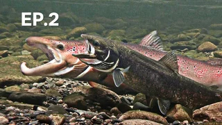 EP.02 | อาณาจักรปลา