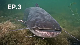 EP.03 | อาณาจักรปลา