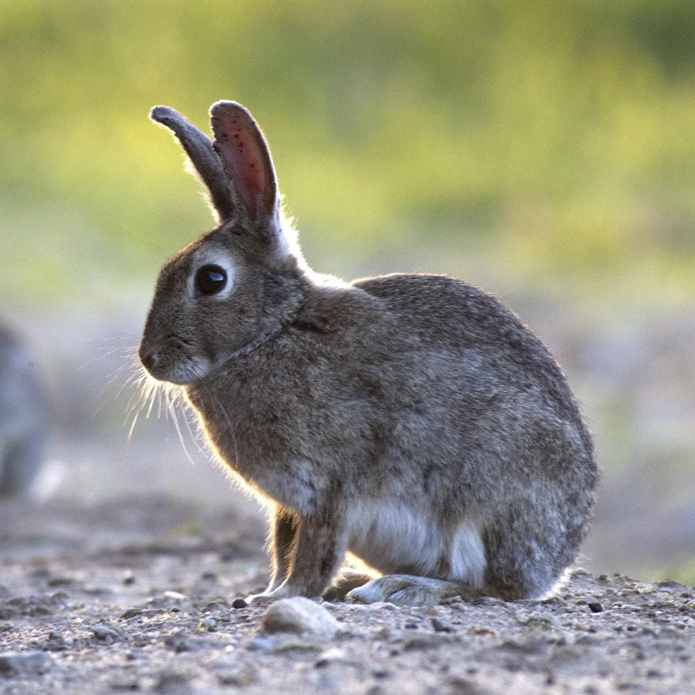 ดินแดนแห่งกระต่าย,