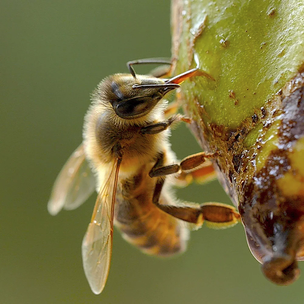 'ผึ้ง' กลไกที่มองไม่เห็น