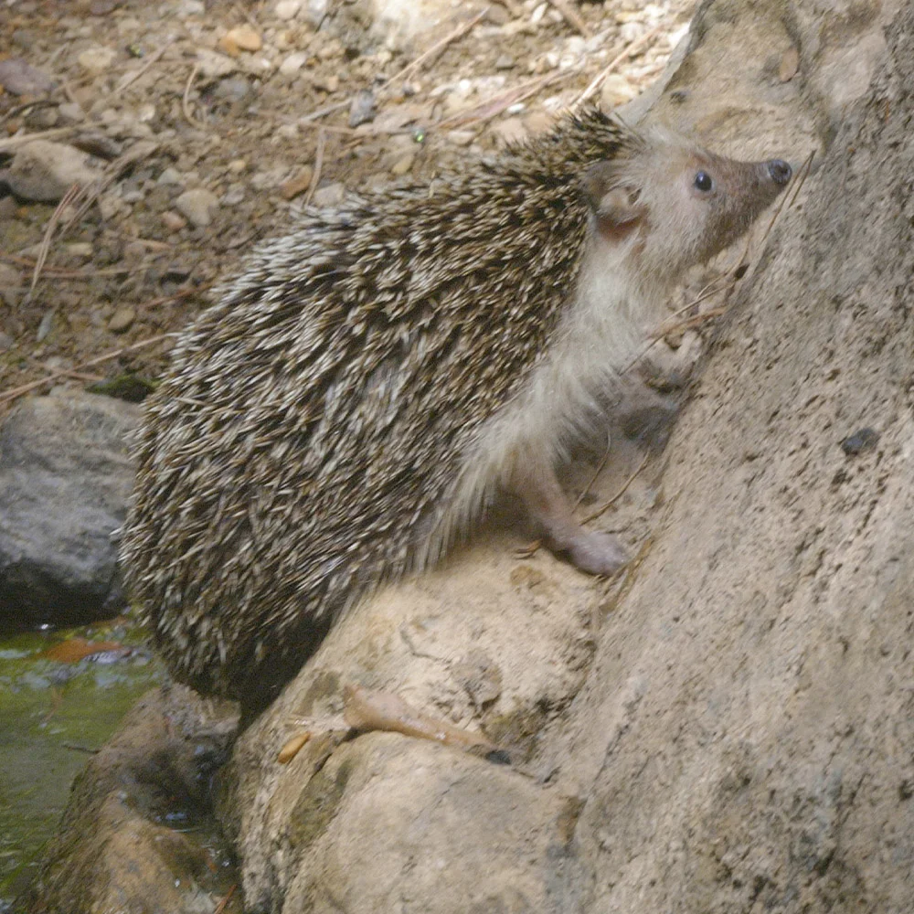 เขตสงวนเมนอร์กา