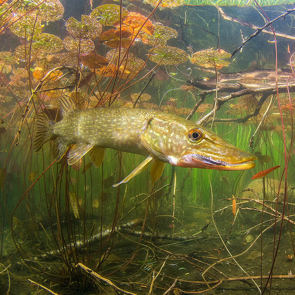 กลยุทธ์ใต้น้ำ