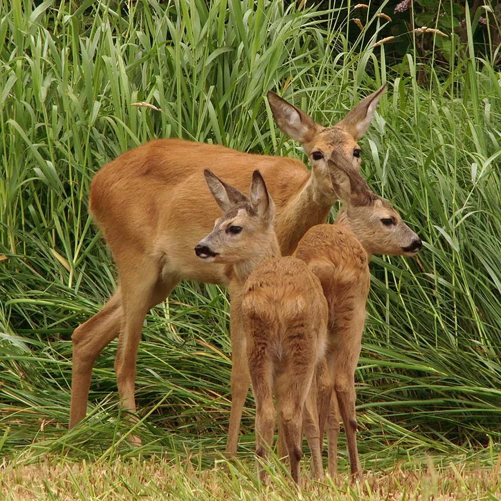 ครอบครัวในป่า