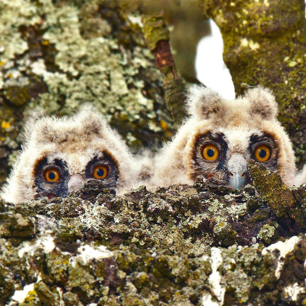 สมาชิกใหม่ในป่า