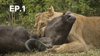 EP.01 | นักล่า ปะทะ เหยื่อ