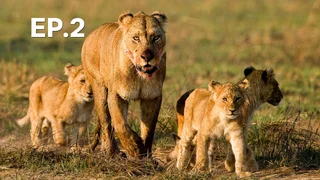 EP.02 | นักล่า ปะทะ เหยื่อ