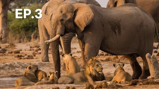 EP.03 | นักล่า ปะทะ เหยื่อ