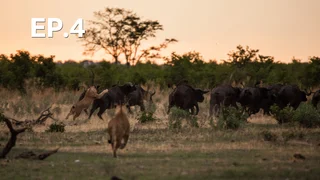 EP.04 | นักล่า ปะทะ เหยื่อ