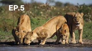 EP.05 | นักล่า ปะทะ เหยื่อ