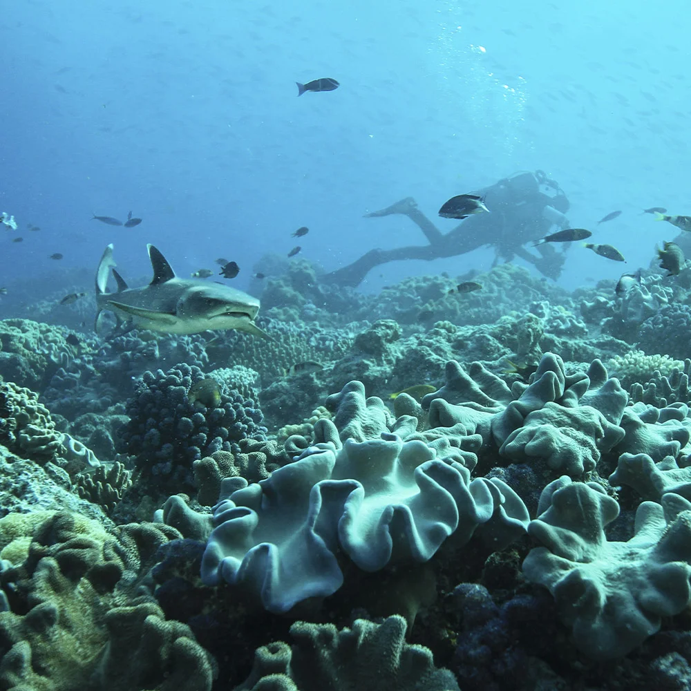 ปฏิบัติการย้ายฉลาม