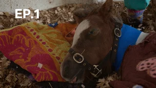 EP.01 | ศูนย์พักพิงสัตว์ ปี 1