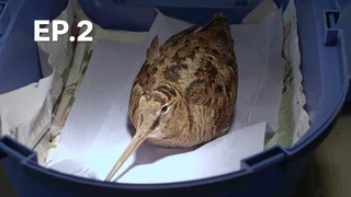 EP.02 | ศูนย์พักพิงสัตว์ ปี 1