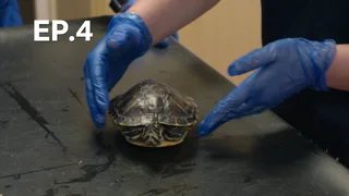 EP.04 | ศูนย์พักพิงสัตว์ ปี 1