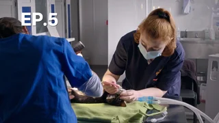 EP.05 | ศูนย์พักพิงสัตว์ ปี 1