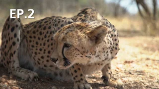 EP.02 | How Do Animals Do That?