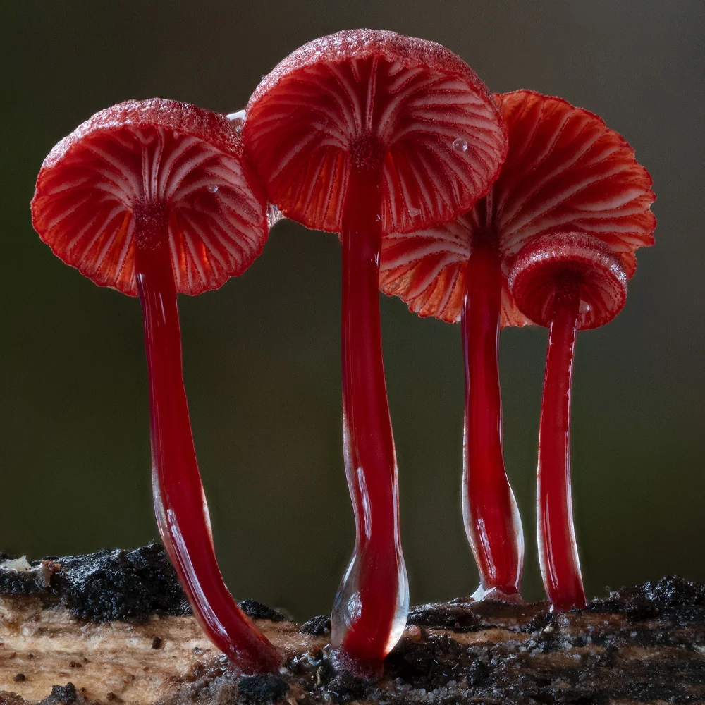 อาณาจักรหลังฝนตก