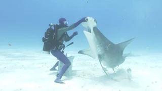 EP.01 | Sw25: Dancing With Sharks