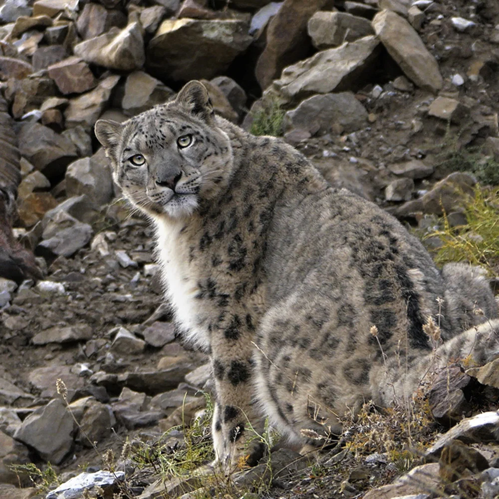 จิตวิญญาณแห่งขุนเขา