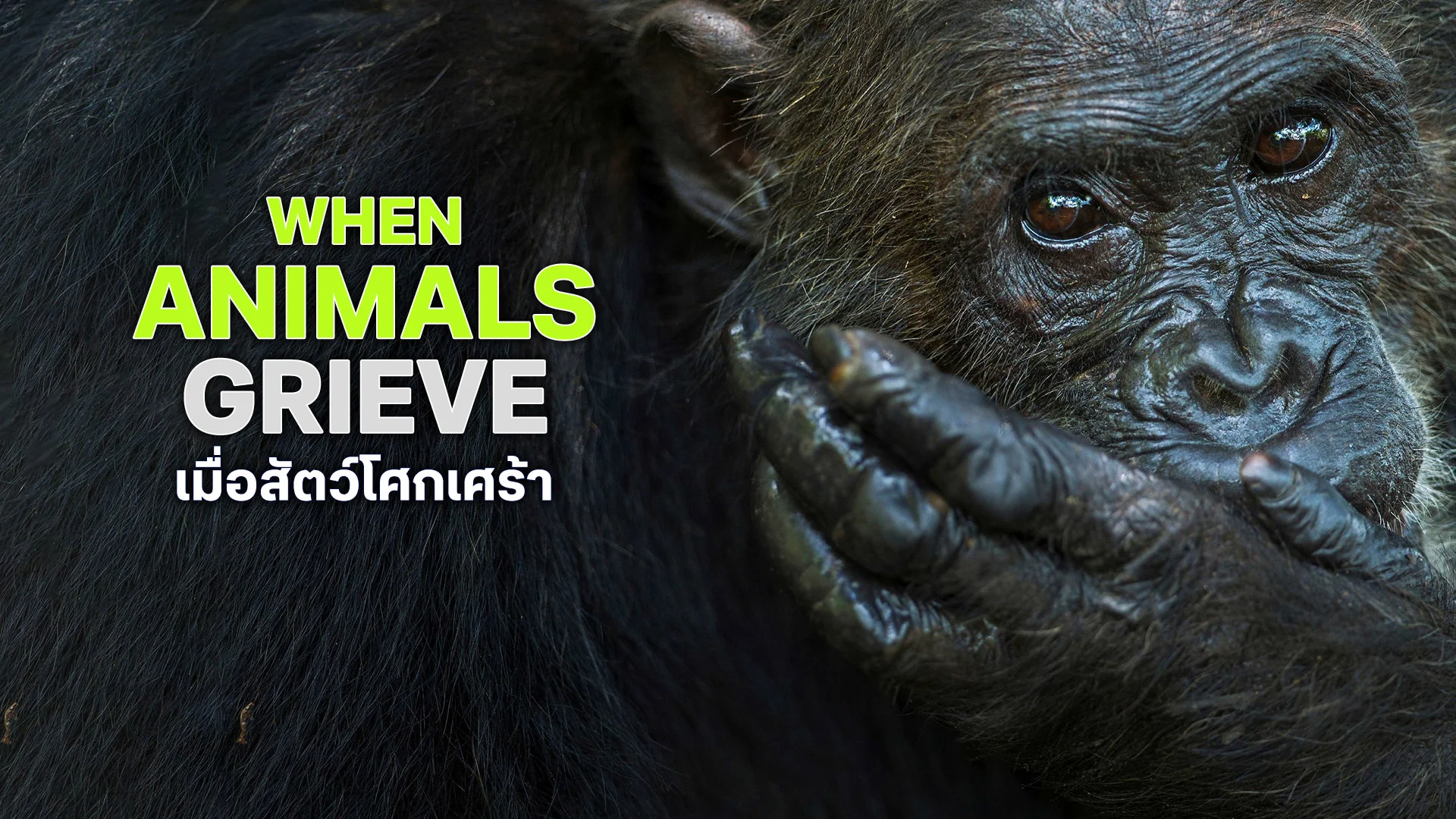 When Animals Grieve - Watch Movies Online
