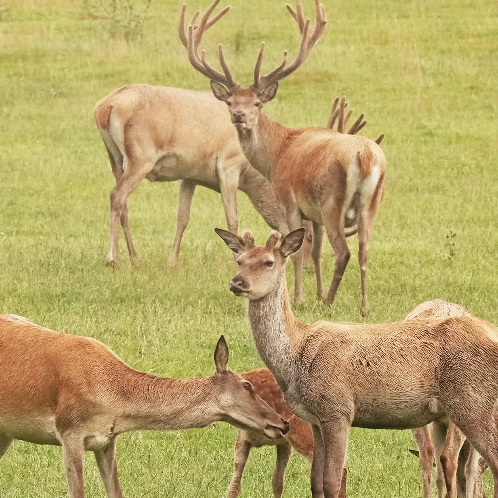 ชีวิตป่าในอากาศที่แปรปรวน