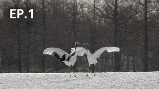 EP.01 | Japan: The Sense Of Season