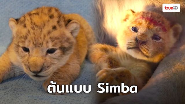 มาชมความน่ารักของเจ้า Bahati ลูกสิงโตตัวน้อย ต้นแบบ Simba ใน The Lion King