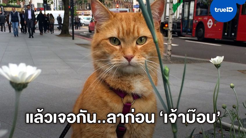 "เจ้าบ๊อบ" แมวเซเลบ ทิ้งท้ายหนังภาคต่อ "A Street Cat Named Bob" ก่อนลาโลก