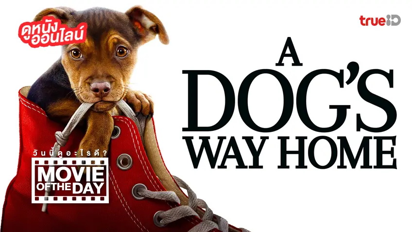 A Dog’s Way Home การเดินทางของสุนัขแสนรู้ - หนังน่าดูที่ทรูไอดี (Movie of the Day)