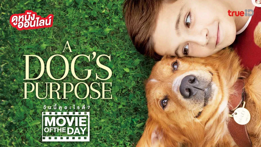 A Dog's Purpose หมา เป้าหมาย และเด็กชายของผม - หนังน่าดูที่ทรูไอดี (Movie of the Day)