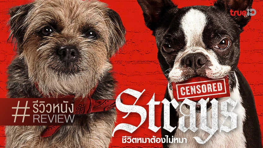 รีวิวหนัง "Strays ชีวิตหมาต้องไม่หมา" เนื้อหาไม่ใส ติดเรต-ติดทะลึ่ง ฮาแบบติดสัด!