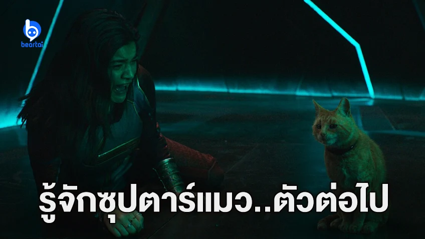 รู้จักกับน้อง Tango กับ Nemo นักแสดงผู้รับบทแมวส้มตัวตึงใน "The Marvels"