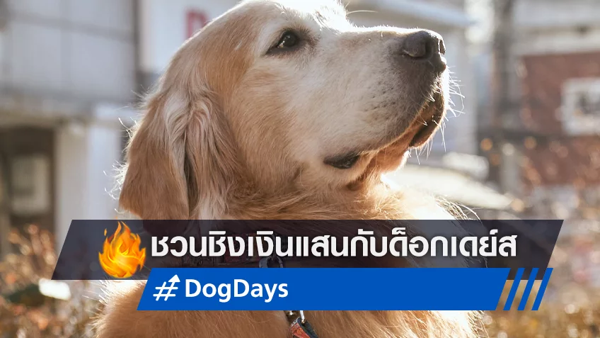 น้องหมาอิ่มท้อง เจ้าของอิ่มใจ "Dog Days" ชวนจับช็อตสุดฮาน้องหมา ชิงรางวัลเงินแสน