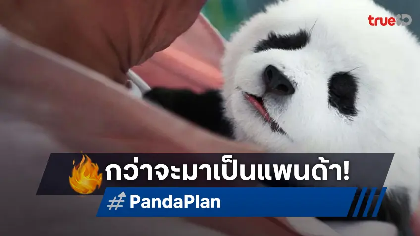 ใช้เวลา 1 ปีเต็มสร้างแพนด้า CG สุดน่ารัก "Panda Plan แพนด้าเด้งสู้ฟัด" พร้อมให้ฟัดสิ้นปีนี้