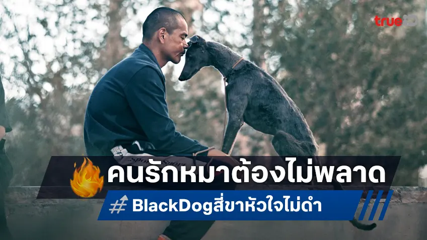 เมื่อความรัก มาพร้อมกับหน้าที่ การตัดสินใจต้องเกิดขึ้น คนรักหมาต้องไม่พลาด “Black Dog สี่ขาหัวใจไม่ดำ"
