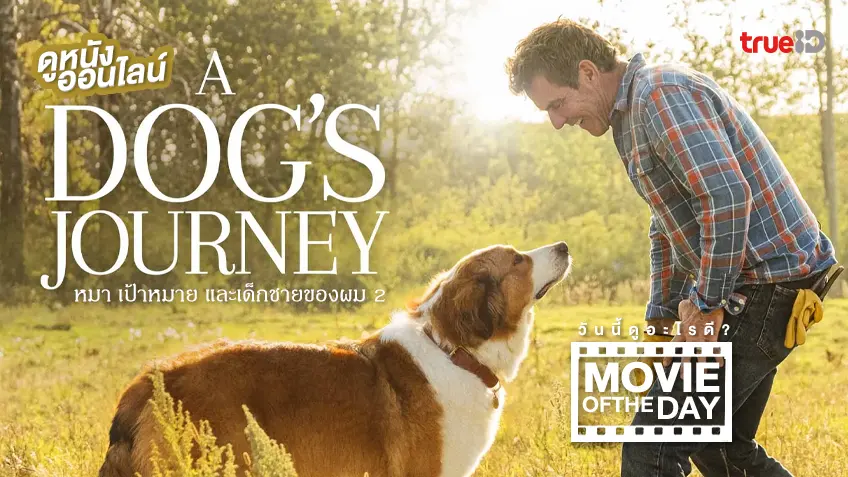 A Dog's Journey หมา เป้าหมาย และเด็กชายของผม 2 - ดูหนังเต็มเรื่องที่ทรูไอดี (Movie of the Day)