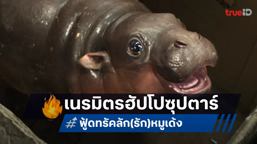 ส่องความน่ารัก “หมูเด้ง” ครั้งแรกบนแผ่นฟิล์ม ดึงทีมซีจีมือดีปั้นฮิปโปซุปตาร์ใน “ฟู้ดทรัค ลัก(รัก)หมูเด้ง”