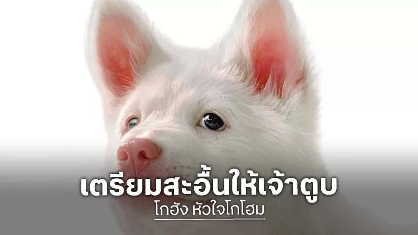 เปิดตัวโปสเตอร์แรก “โกฮัง..หัวใจโกโฮม” สุดอบอุ่นที่จะฮีลใจ..ด้วยรักจากหมาจร ล็อกวันเมษายนนี้