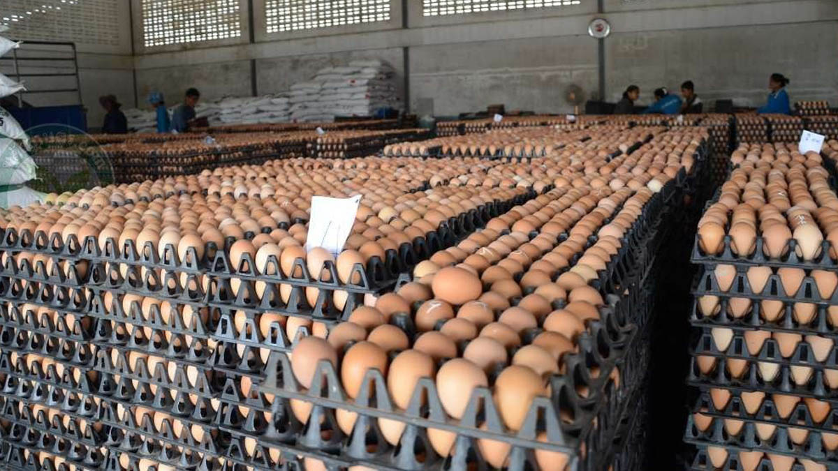 การค้าภายใน ขอให้คนไทยมั่นใจ ย้ำไข่ไก่มีมากพอบริโภค หากพบกักตุน-โก่งราคา พร้อมจับ