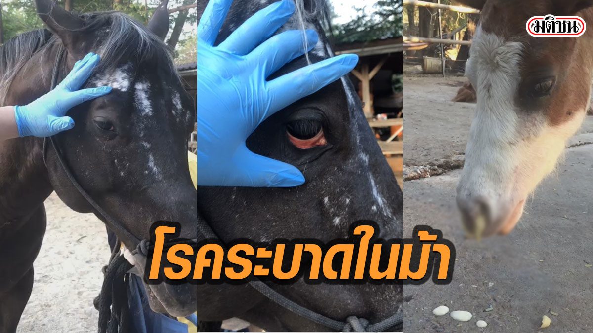 ปศุสัตว์โคราชประกาศเขตโรคระบาด หลังม้าติดเชื้อ "โรคแอฟริกาในม้า" ตายเพียบ