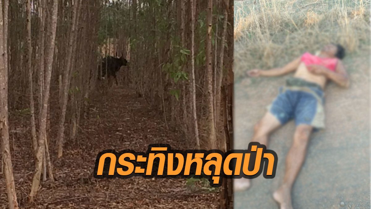 กระทิงดุหลุดป่า ออกเขตอุทยานฯทับลาน วิ่งไล่ขวิดชาวบ้านขี่จยย.เจ็บสาหัส