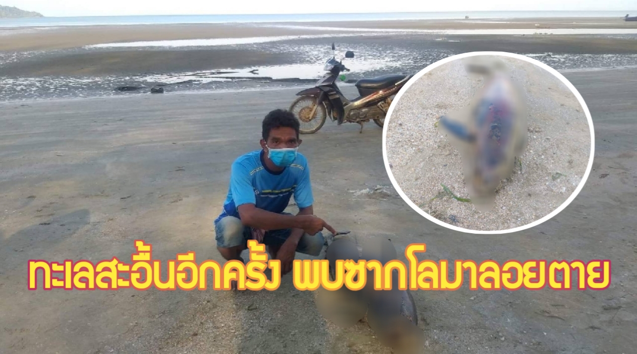 กระบี่-สลด พบซากโลมาหัวบาตร ตายเกยตื้น ชายหาดเหนือคลอง (ชมคลิป)
