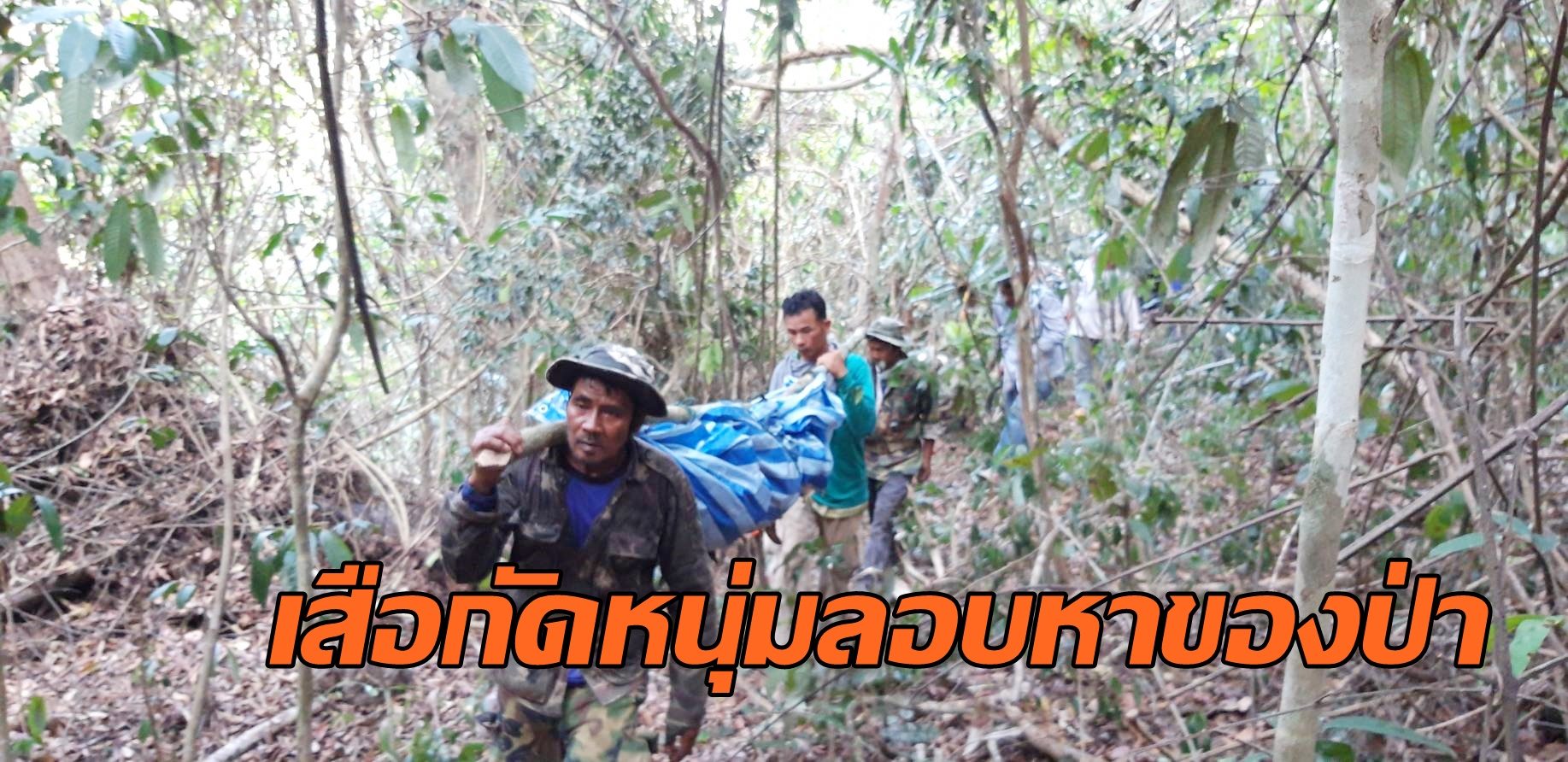 หนุ่มโคราชลอบหาของป่าอุทยานทับลาน ถูกเสือกัดดับ 1 ราย เพื่อนหนีรอดหวุดหวิด