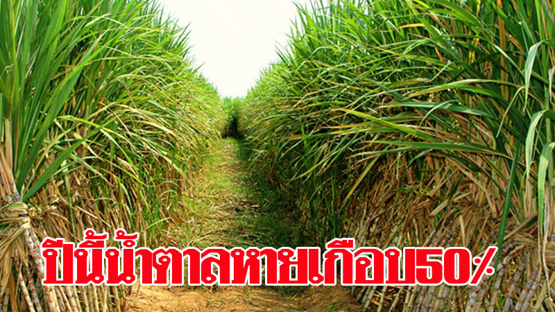 โรงงานน้ำตาล ปิดหีบปี’62/63 อ้อยเข้าหีบ 74.89 ล้านตัน ลดลงเกือบ 50%